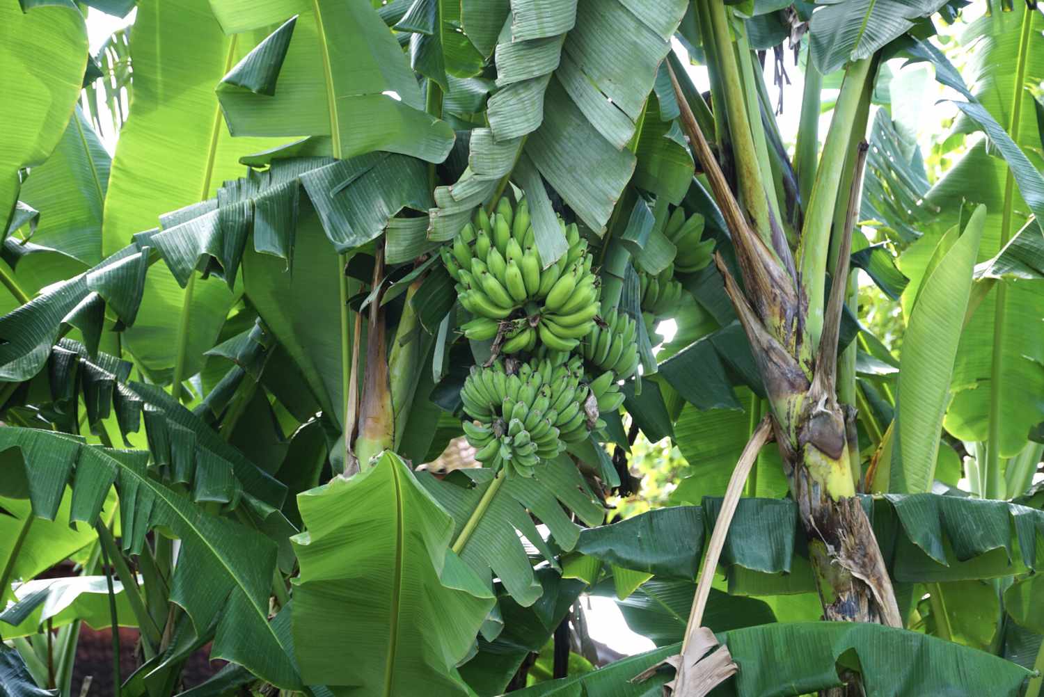 plantain tree