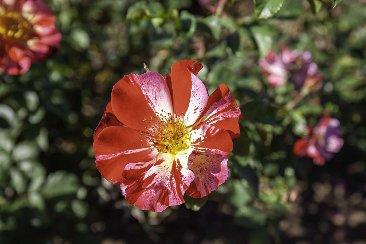 Fourth of July rose flower in the field, Ontario, Canada.