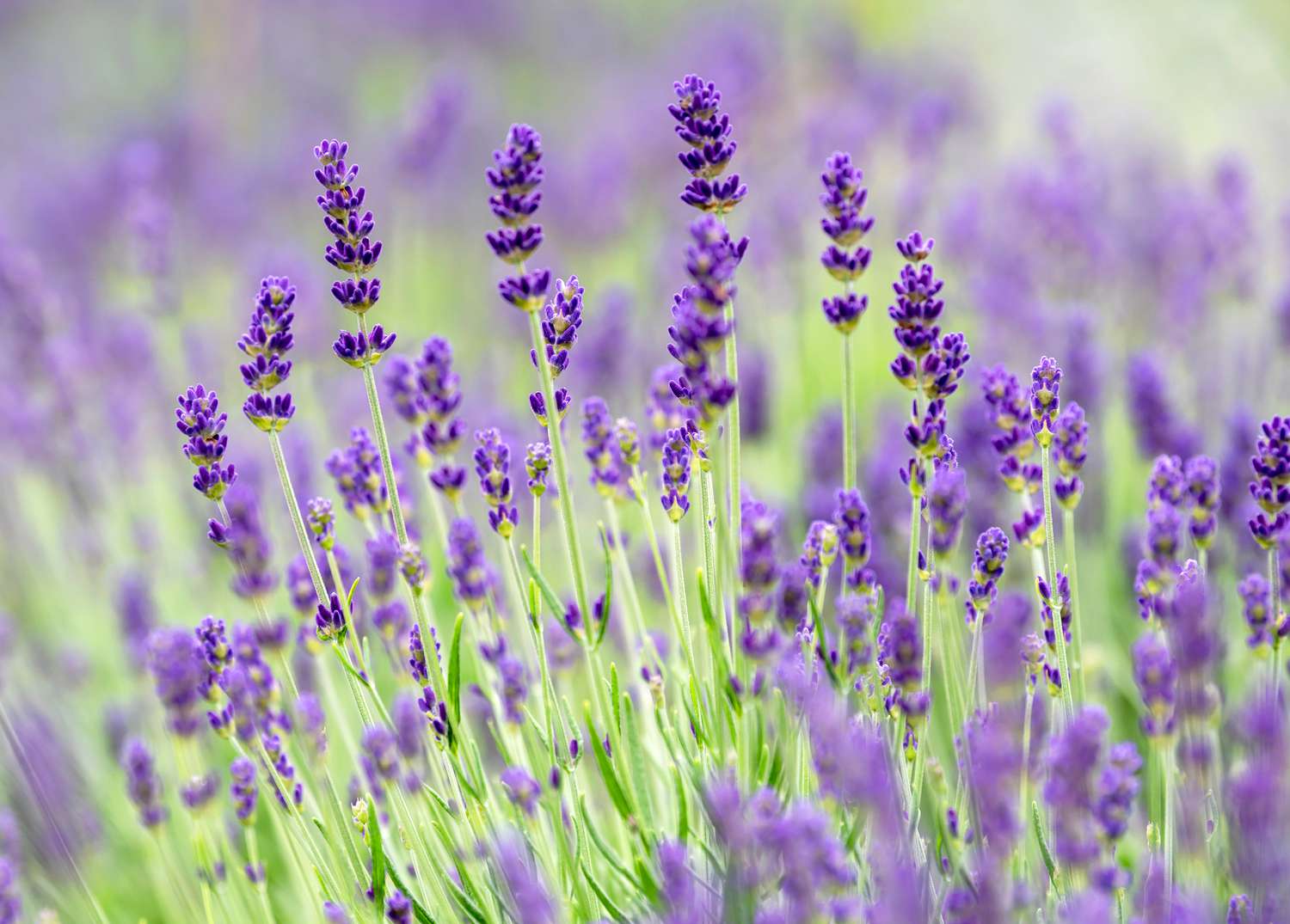 Planta de lavanda com flores roxas profundas em hastes finas