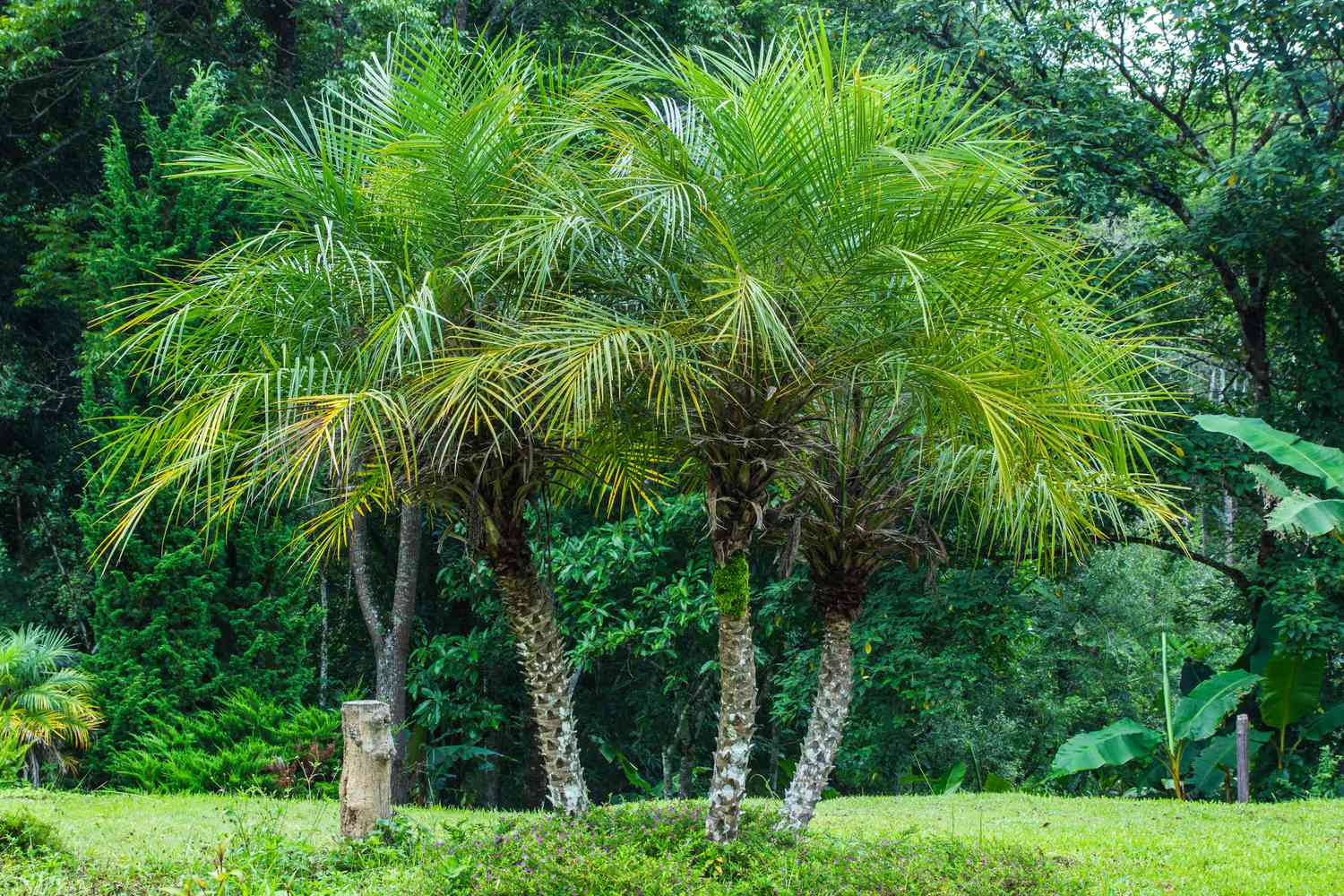 pygmy date palm