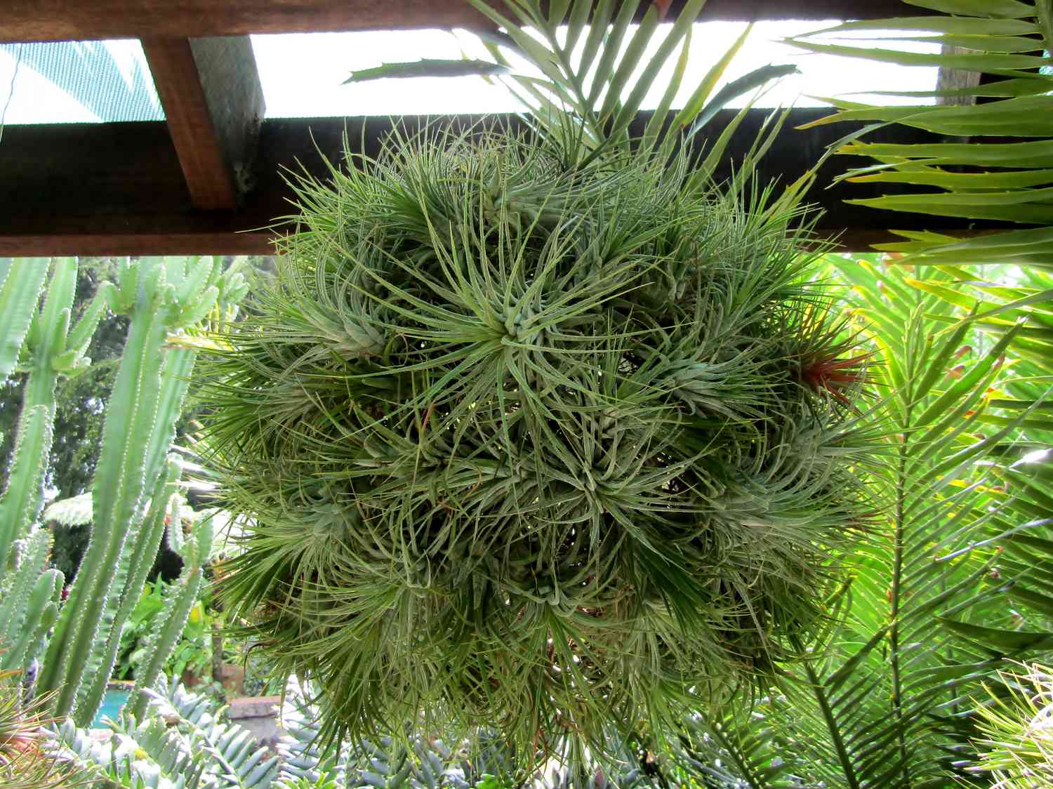 Mad Pupper air plant shaped as a hanging ball of green leaves
