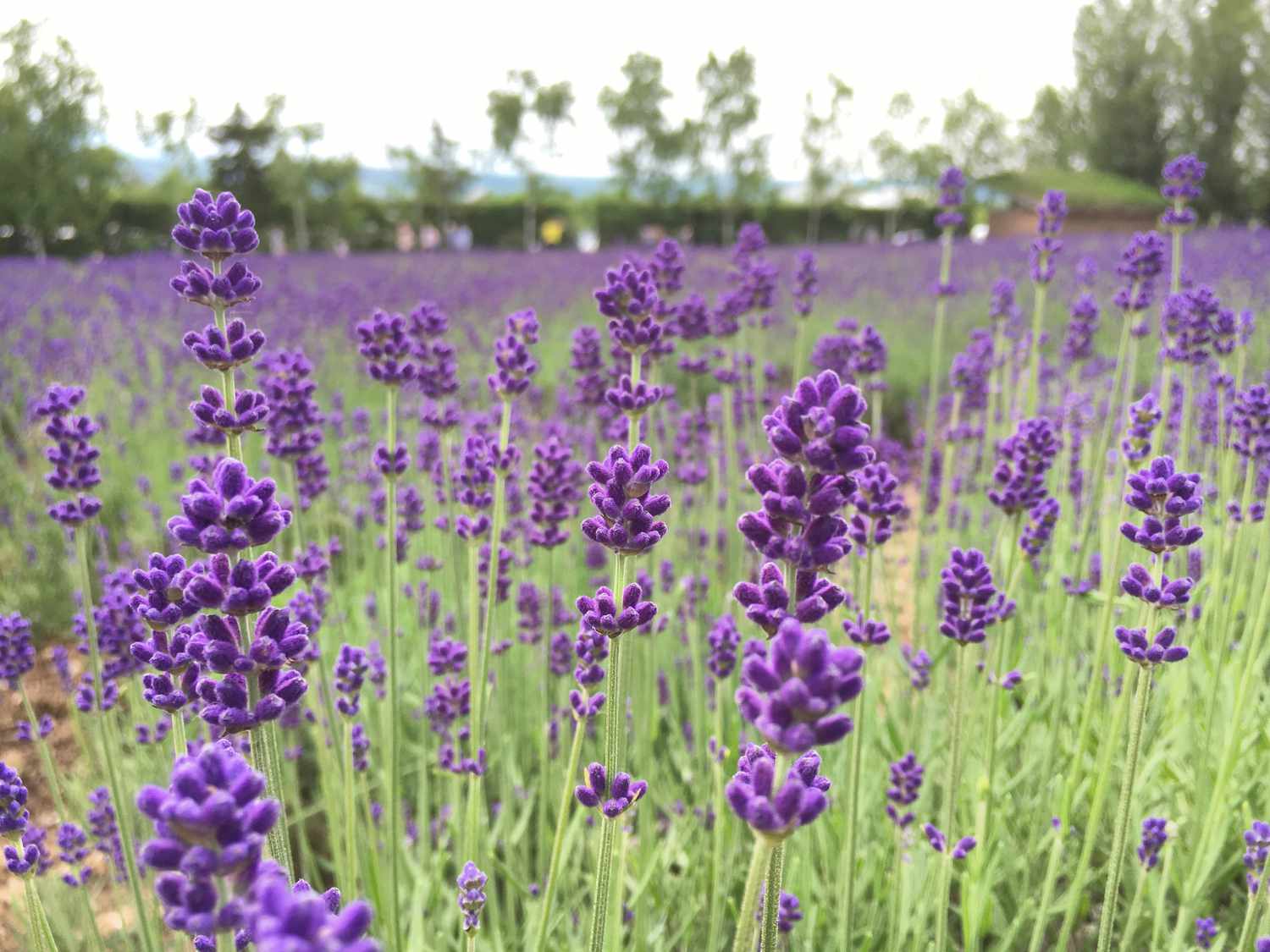 Purple lavender flowers