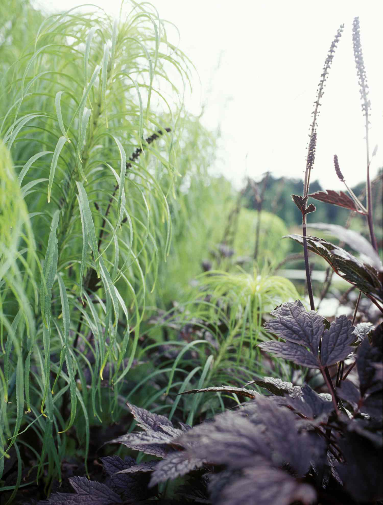 Helianthus salicifolius und Cimicifuga racemosa 'Brunette' Pflanzen