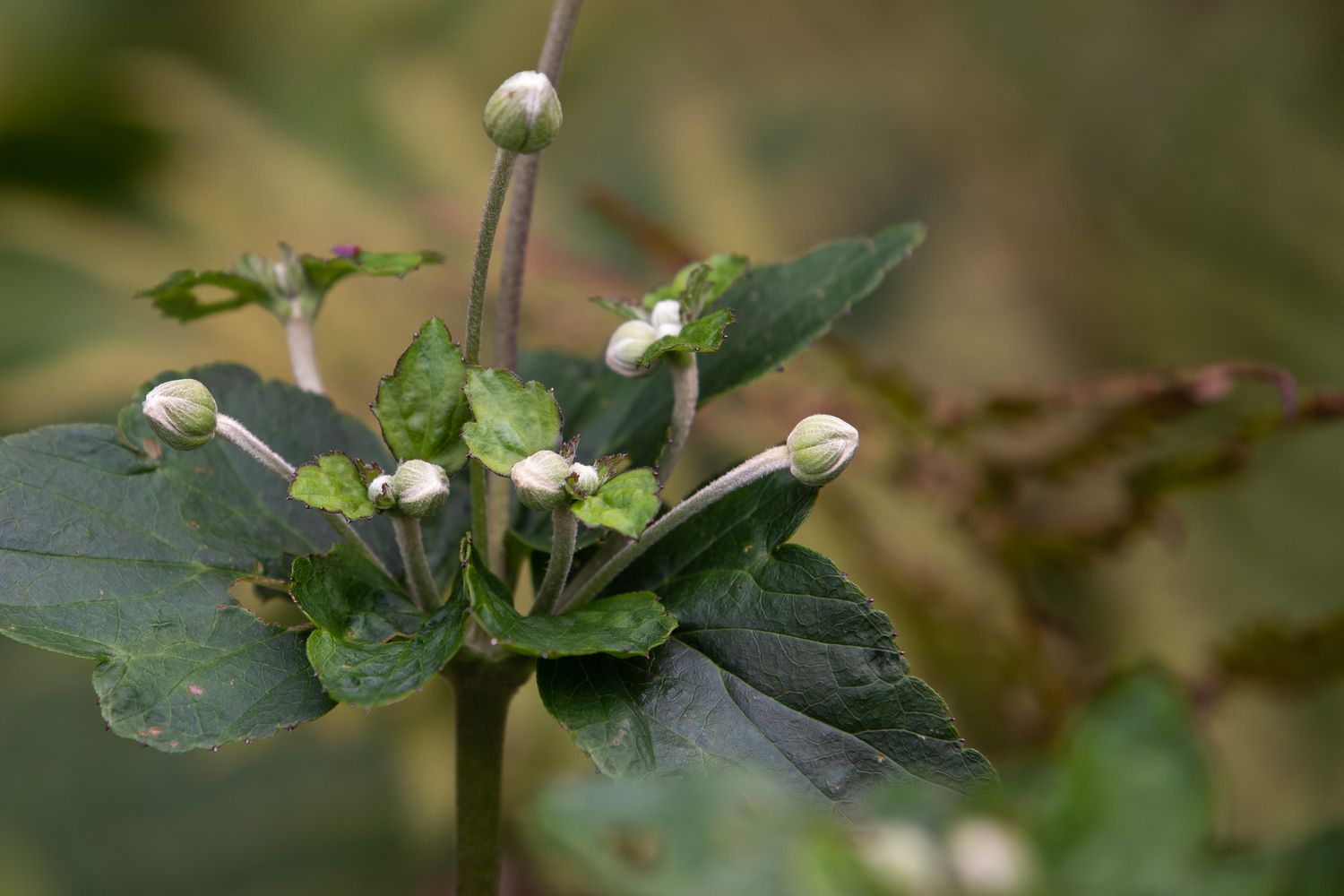 Anemonenblüten