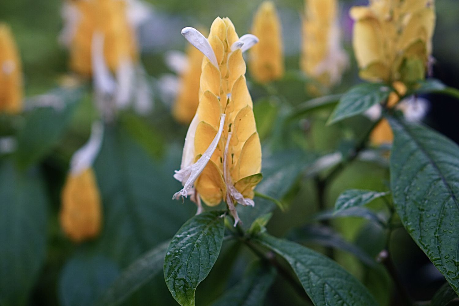 Golden shrimp plant with small white wispy petals and yellow cone-shaped stamen closeup