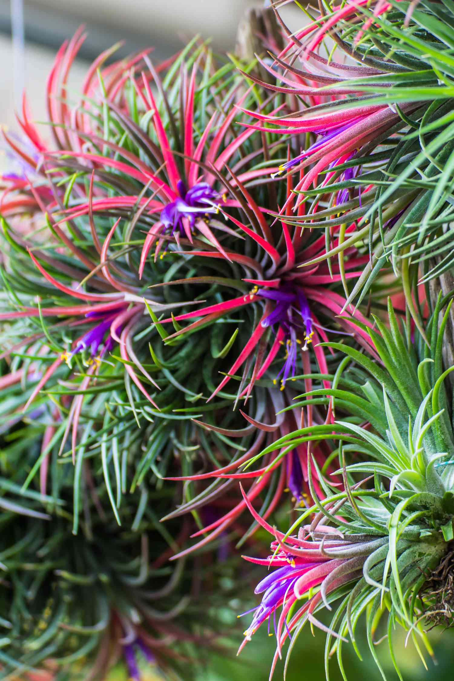 'Fuego' sky plant with green leaves and blooms in pink and purple