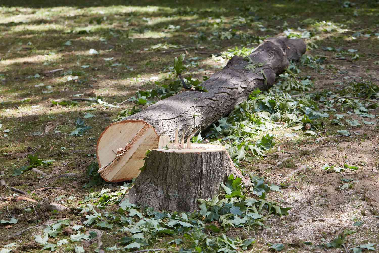 Tree trunk cut down in wooden area