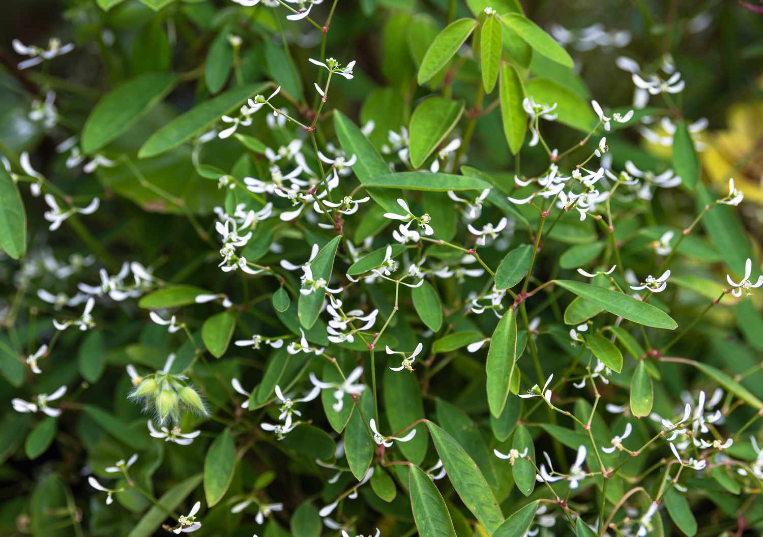 Euphorbia-Zimmerpflanze mit winzigen weißen, zarten Blüten, umgeben von ovalen Blättern 