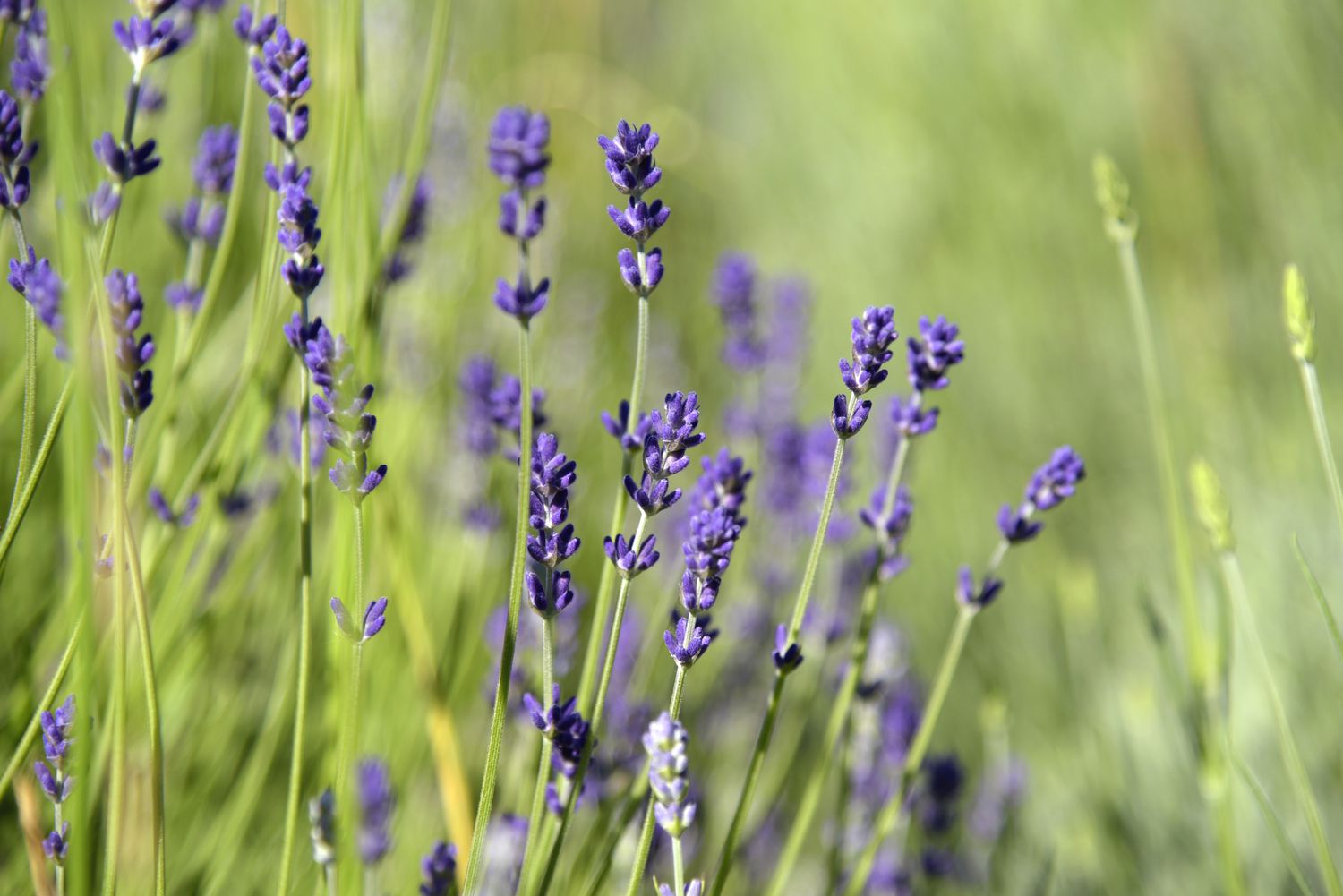 Munstead-Lavendel mit hellvioletten Blüten an dünnen Stängeln in Nahaufnahme