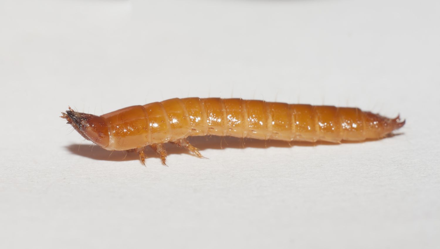 Larva de gusano de alambre
