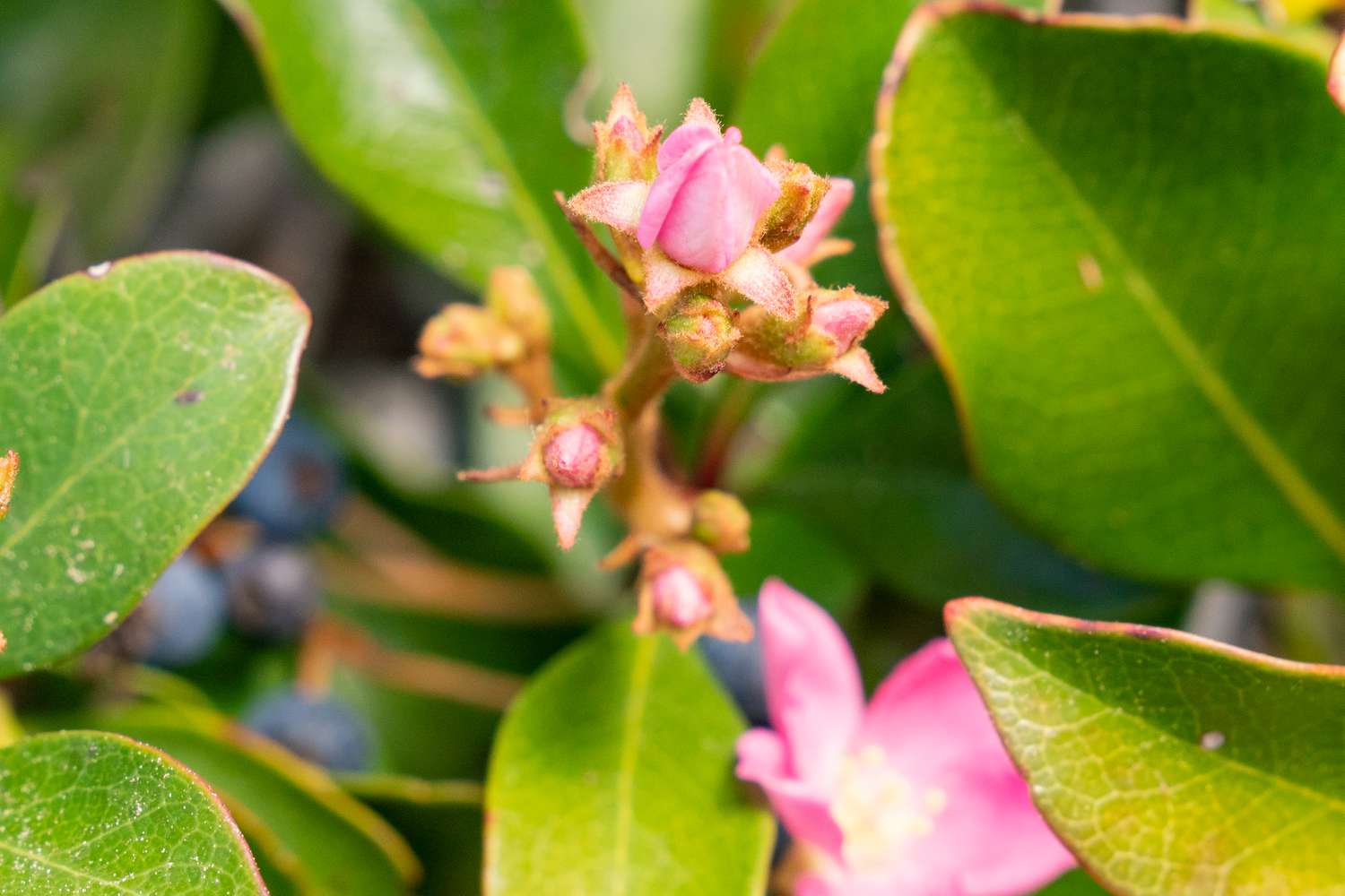 Rosa blühende Knospen vor der Reife, umgeben von Blättern