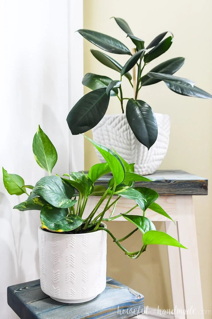 Plantes vertes lumineuses sur tabourets en bois.