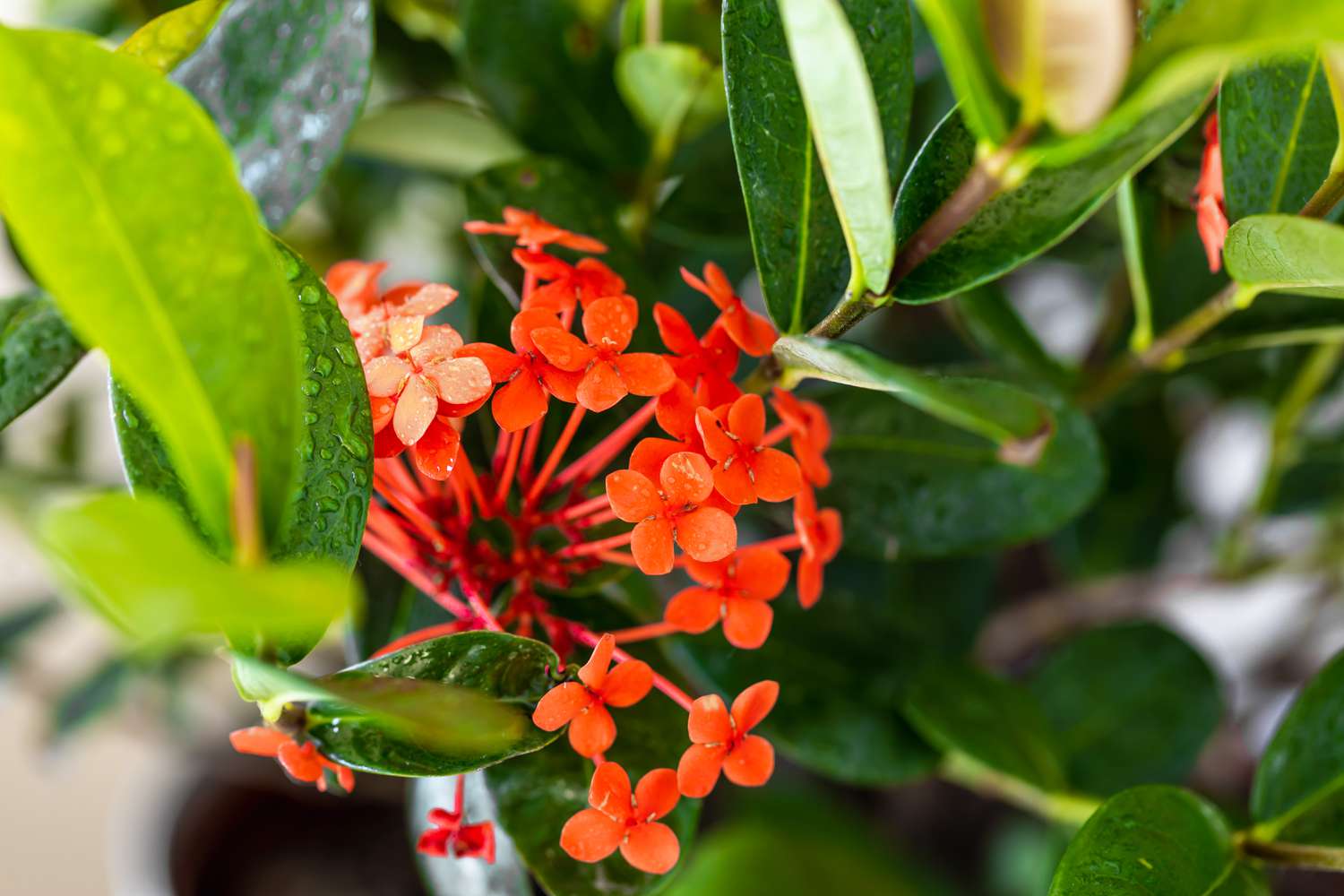Ixora-Pflanze mit roten Blüten in Nahaufnahme