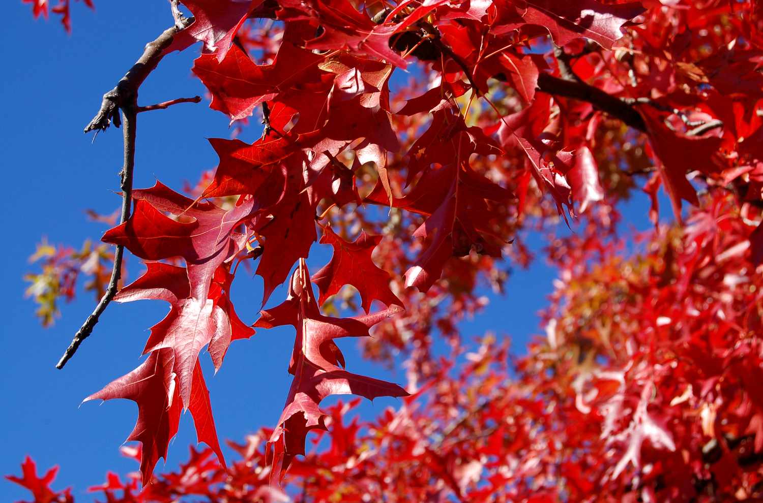 Follaje otoñal de pin oak.