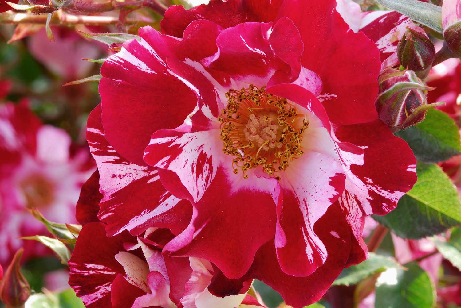 Fourth of July Rose mit rosa und weißen Blüten