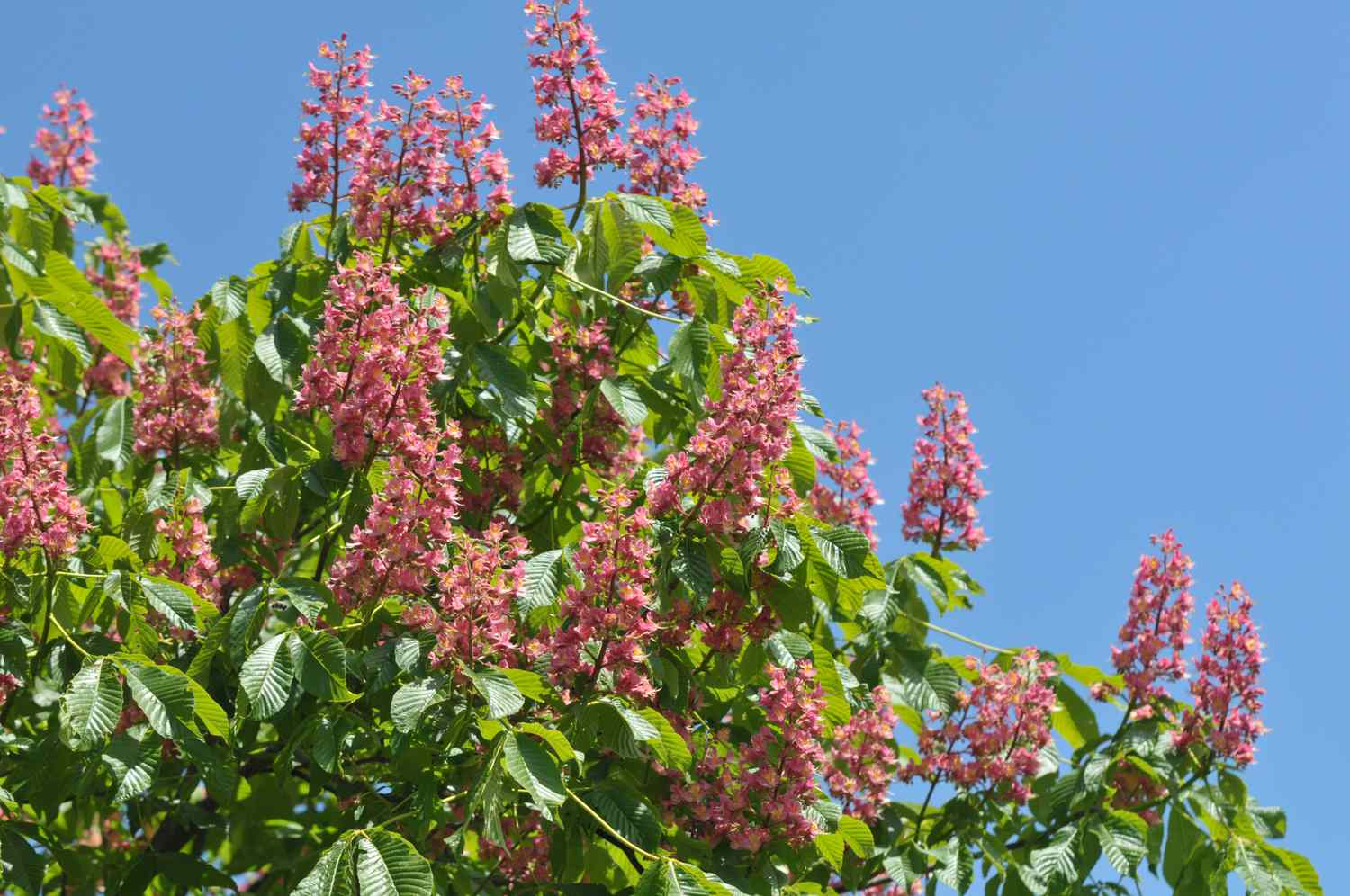 Rote Kastanienpflanze mit kleinen rosafarbenen Blütenähren, umgeben von Blättern vor blauem Himmel