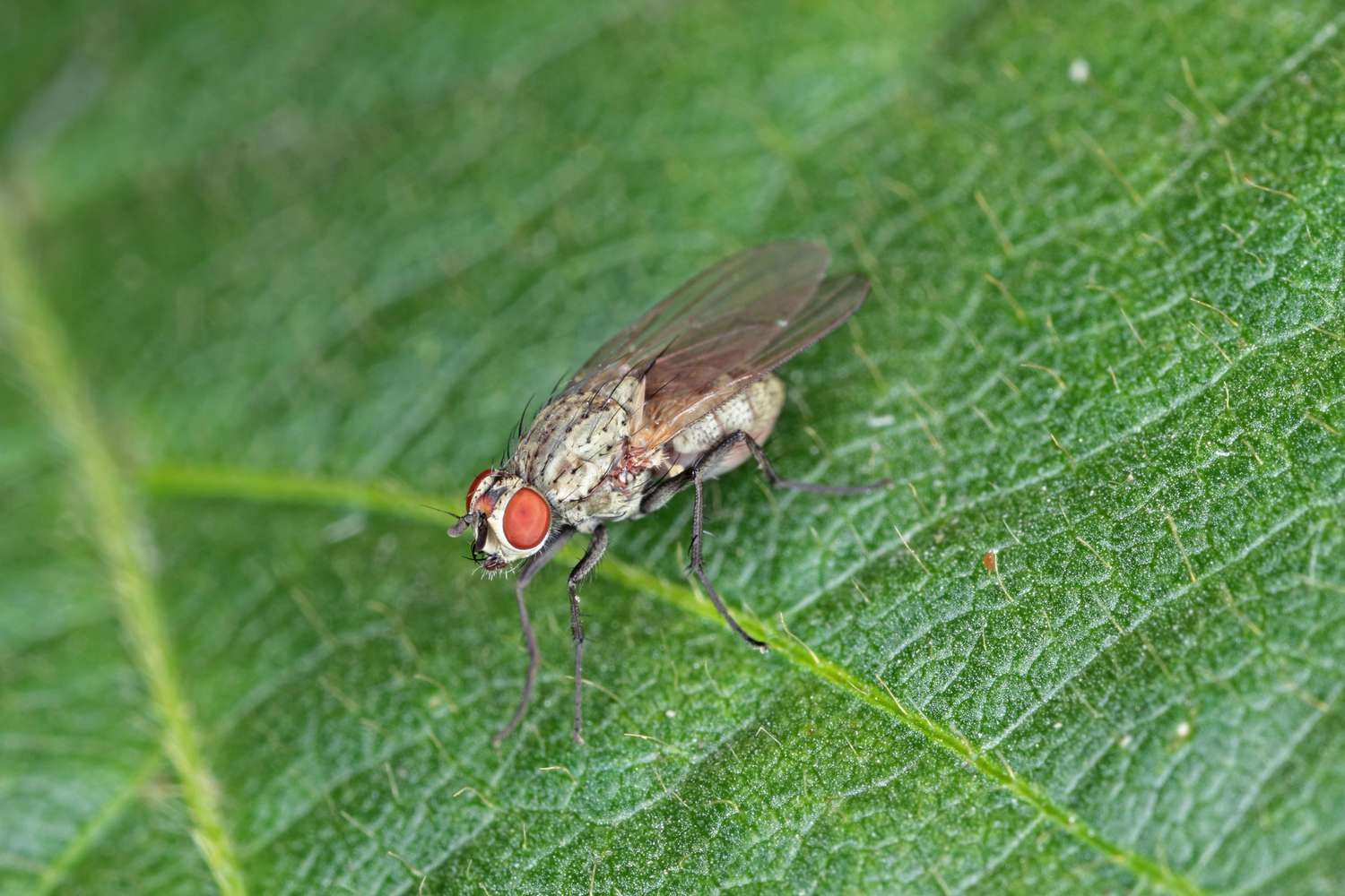Adulte Fliege der Kohlwurzelmotte (Delia radicum)