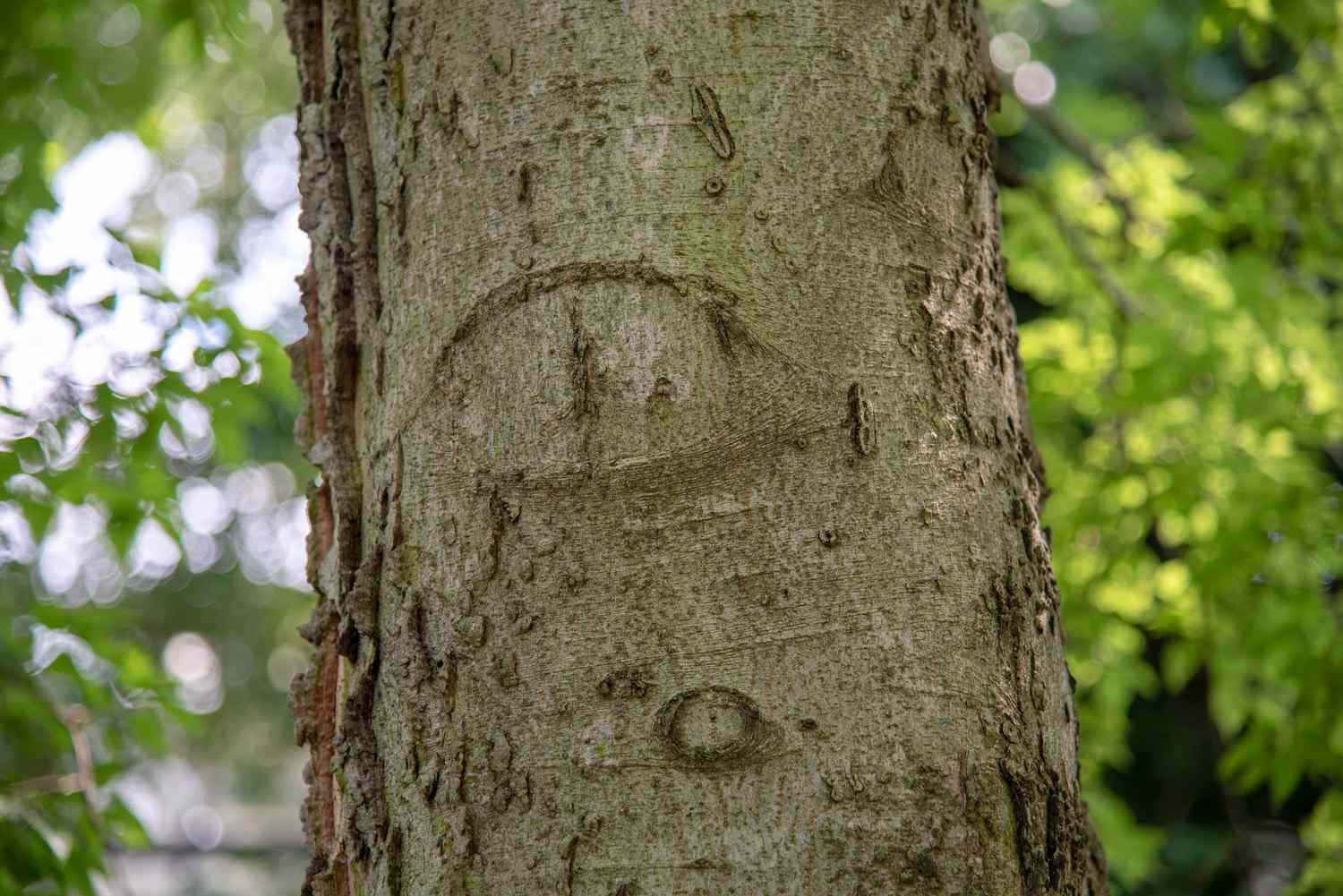 Hackberry-Baumstamm mit korkartiger Rinde mit Markierungen in Nahaufnahme