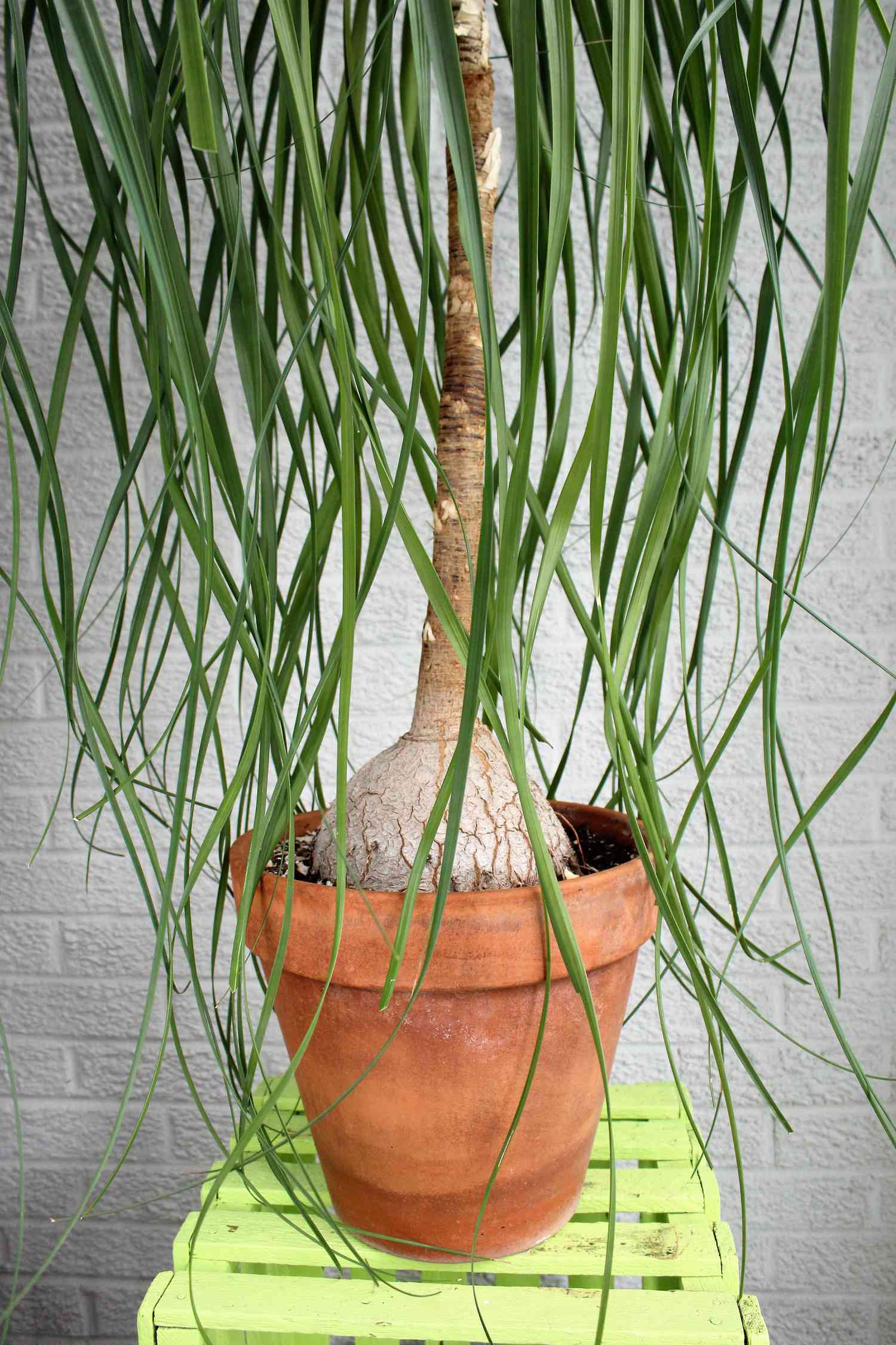 Heirloom pony tail plam in a terra cotta pot.