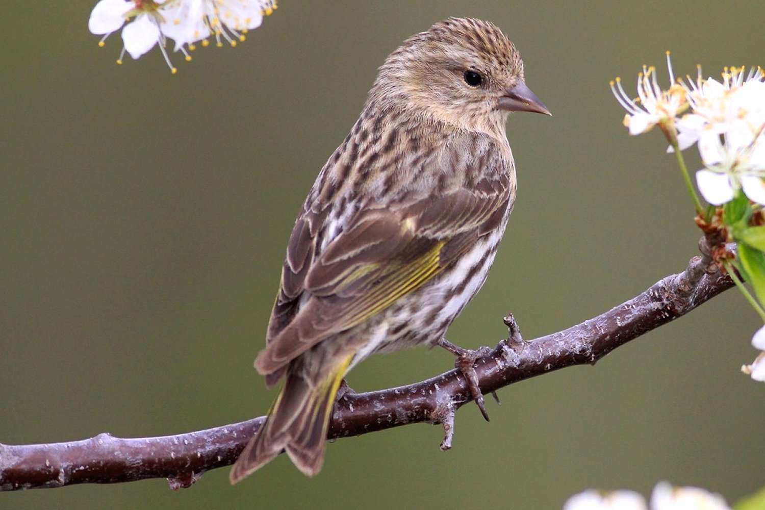 Pine Siskin