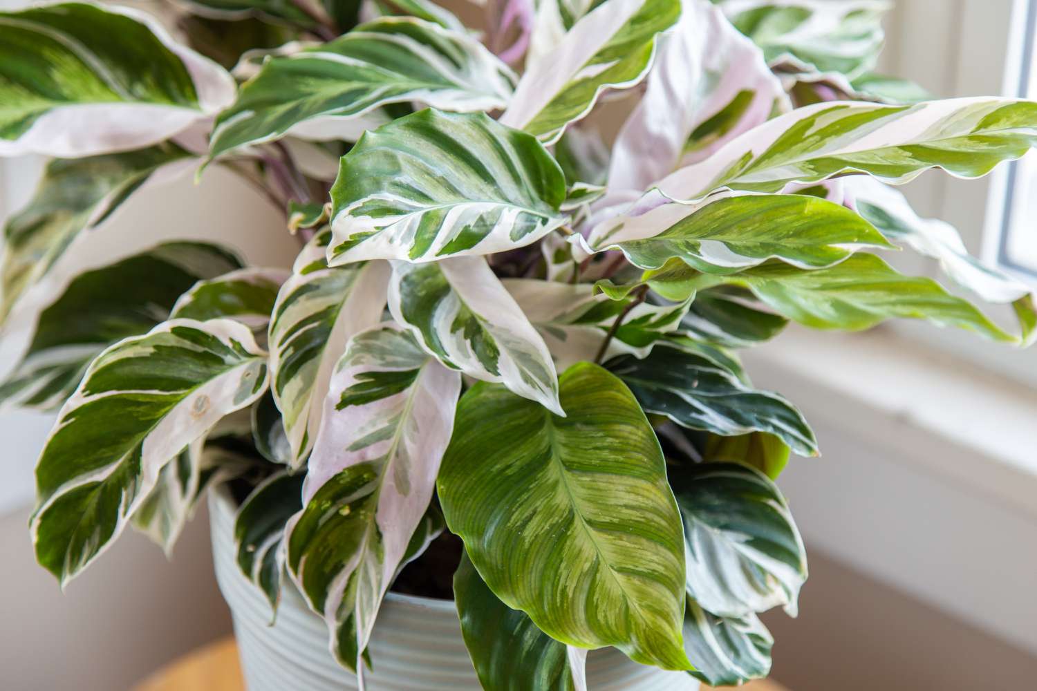 Nahaufnahme der weißen Calathea-Fusion