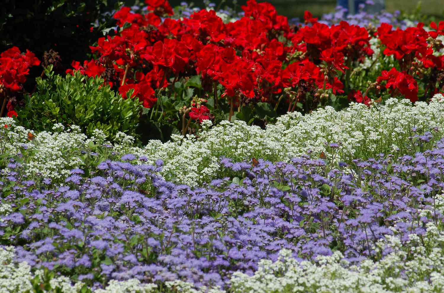 Rote Geranien, weißes Alyssum und blaues Ageratum für ein patriotisches Beet zum 4. Juli.