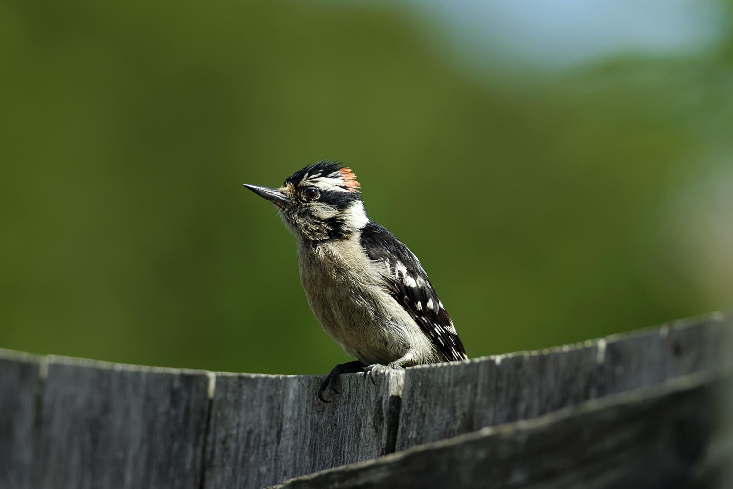 Downy Woodpecker