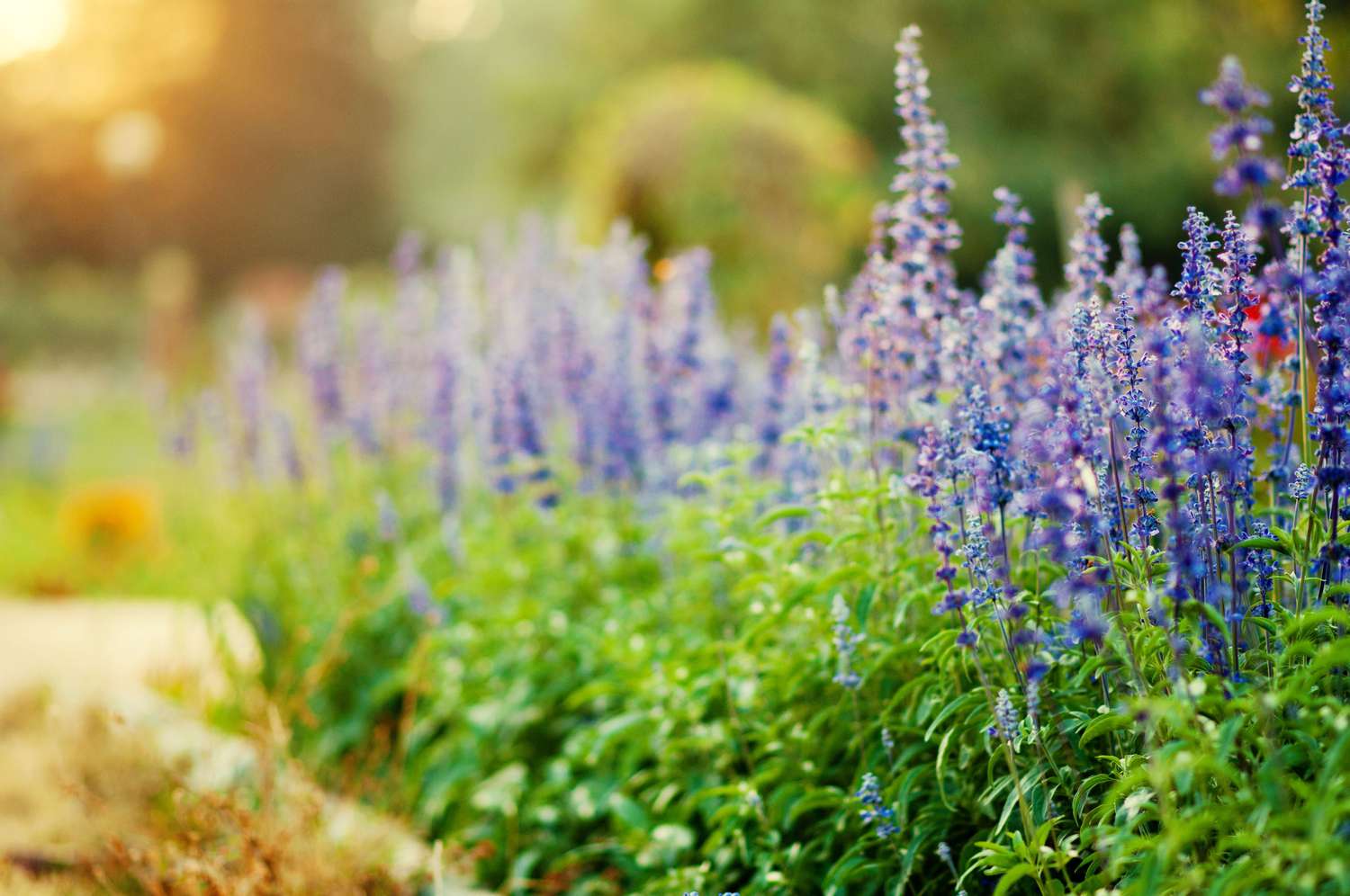 Plantas de salvia azul Victoria en flor