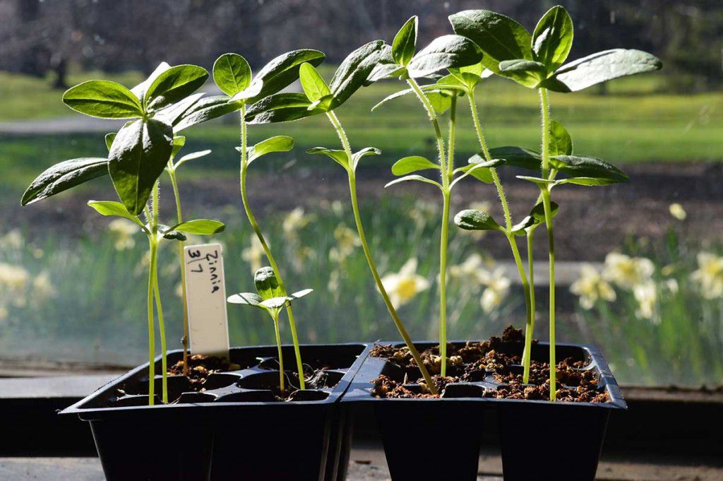 Mudas de plantas em recipientes iniciais no parapeito de uma janela