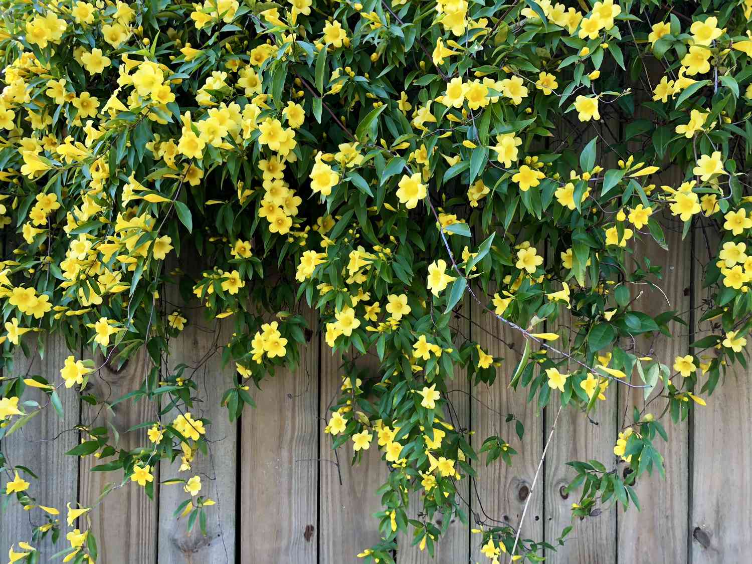 Gelbe Blüten am Weinstock - Carolina-Jessamine - Jasmin - Jasminum