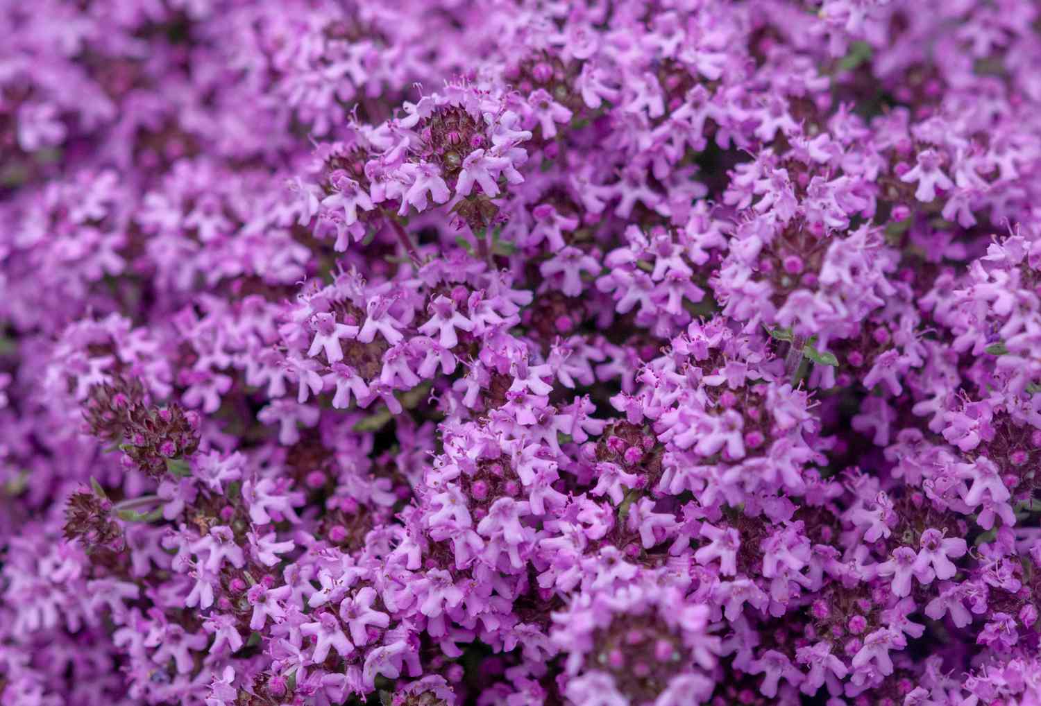 Tomilho rasteiro com pequenas flores rosa agrupadas