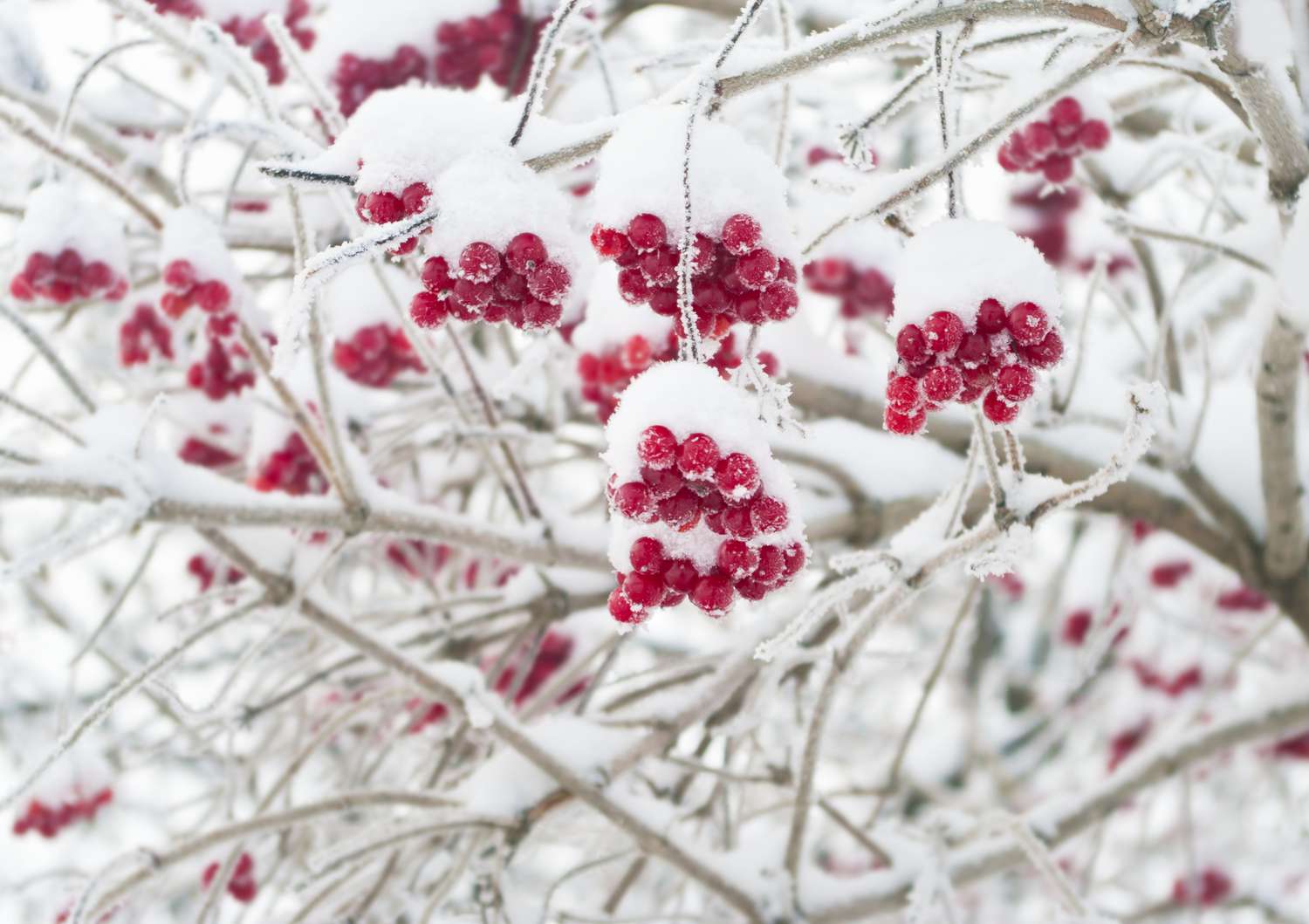 Schneebedeckte Preiselbeerstrauchzweige mit roten Beeren in Nahaufnahme