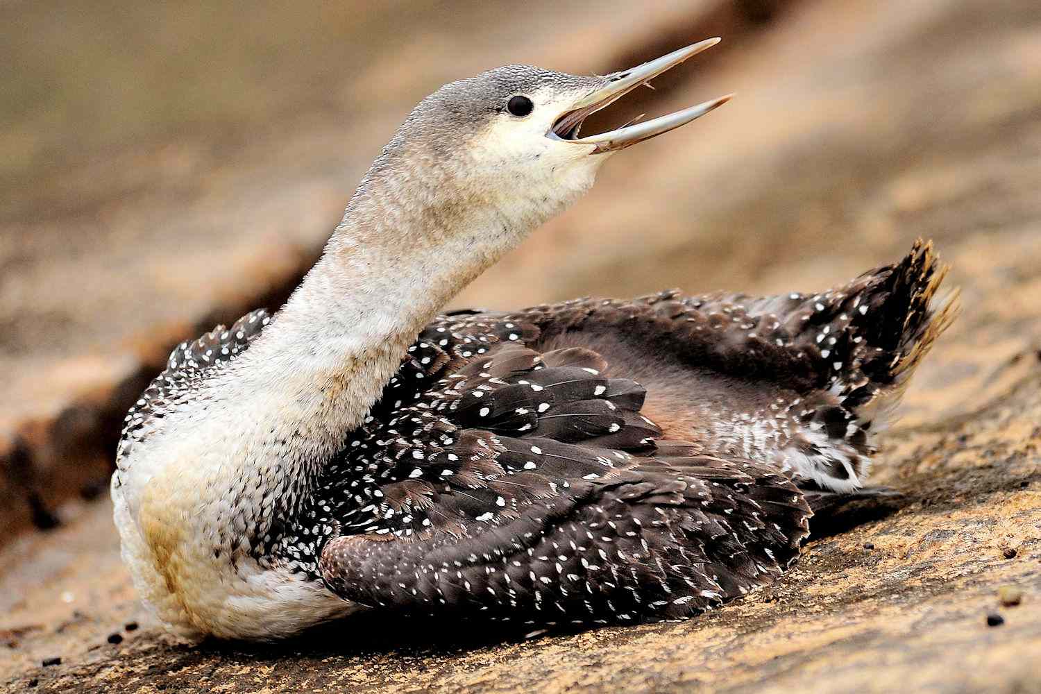 Red-Throated Loon - Juvenil