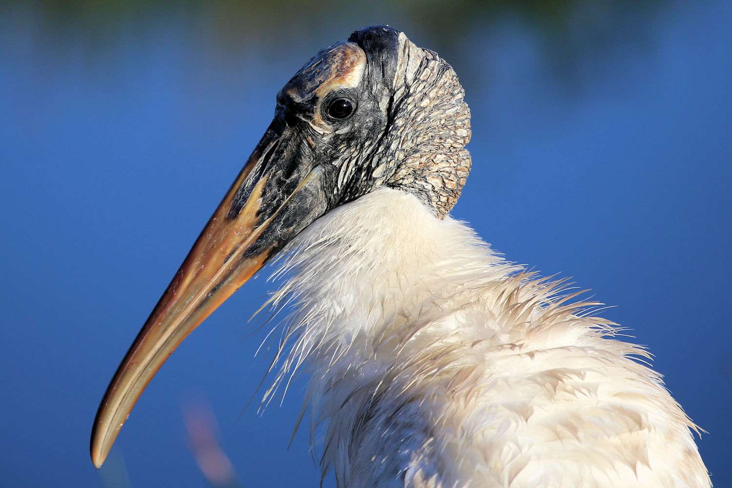 Waldstorch im Porträt