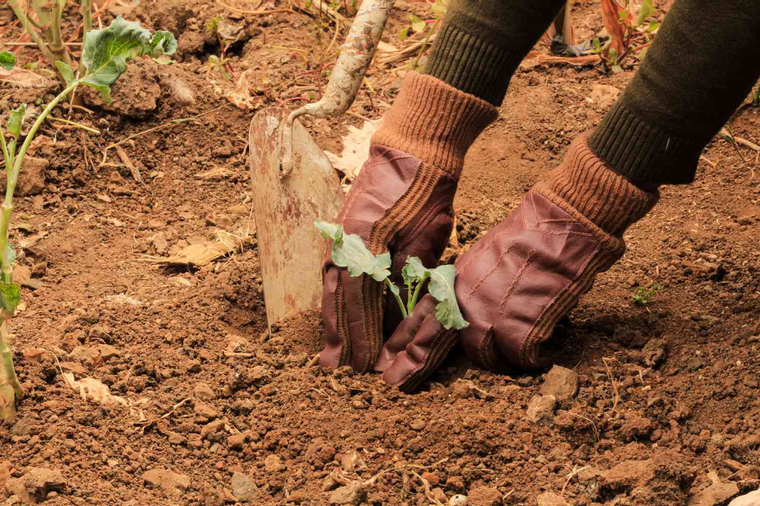 Plantio de sucessão no solo com pequenas plantas frutíferas e vegetais