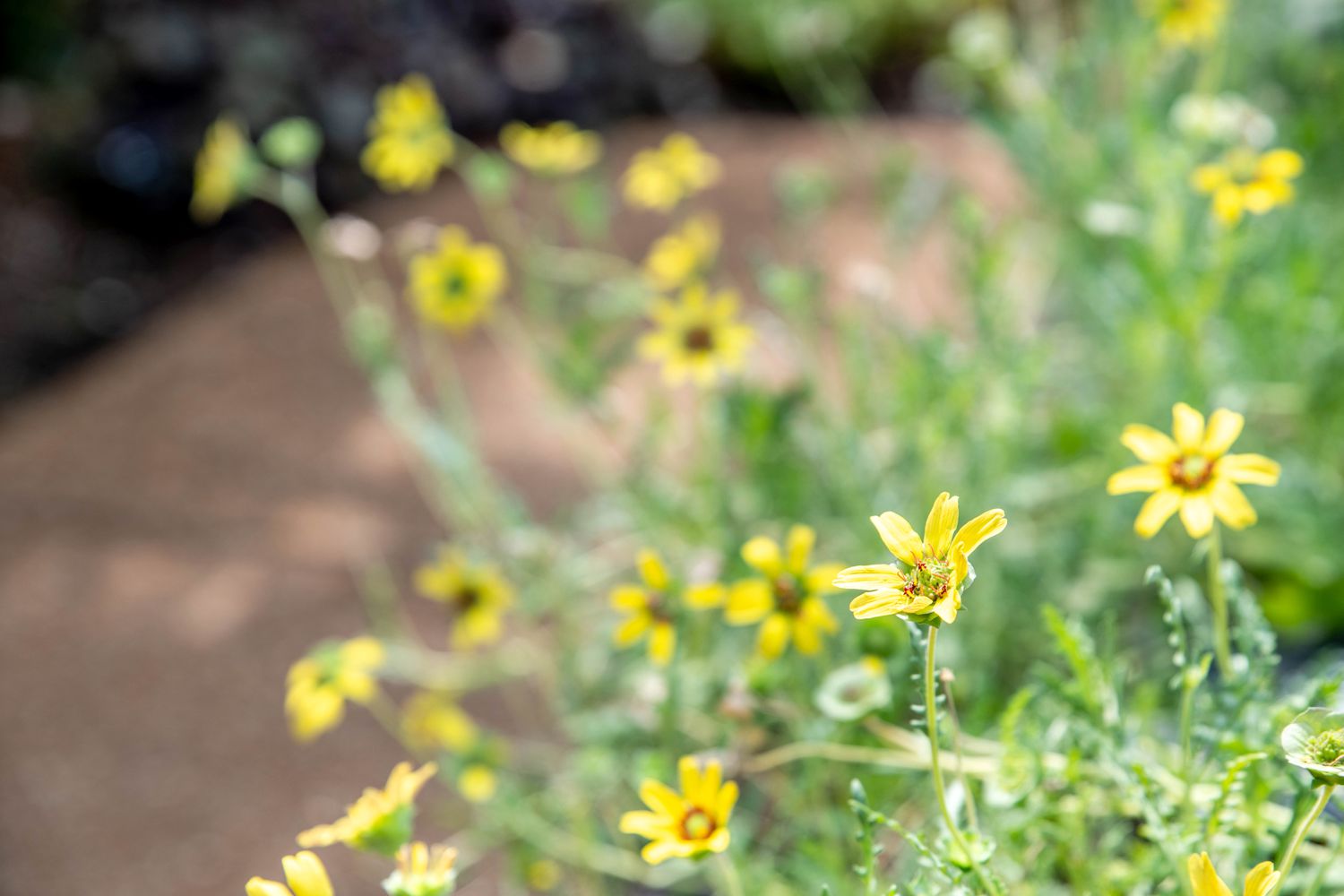 Chocolate daisy flowers on thin stems and small yellow petals in sunlight