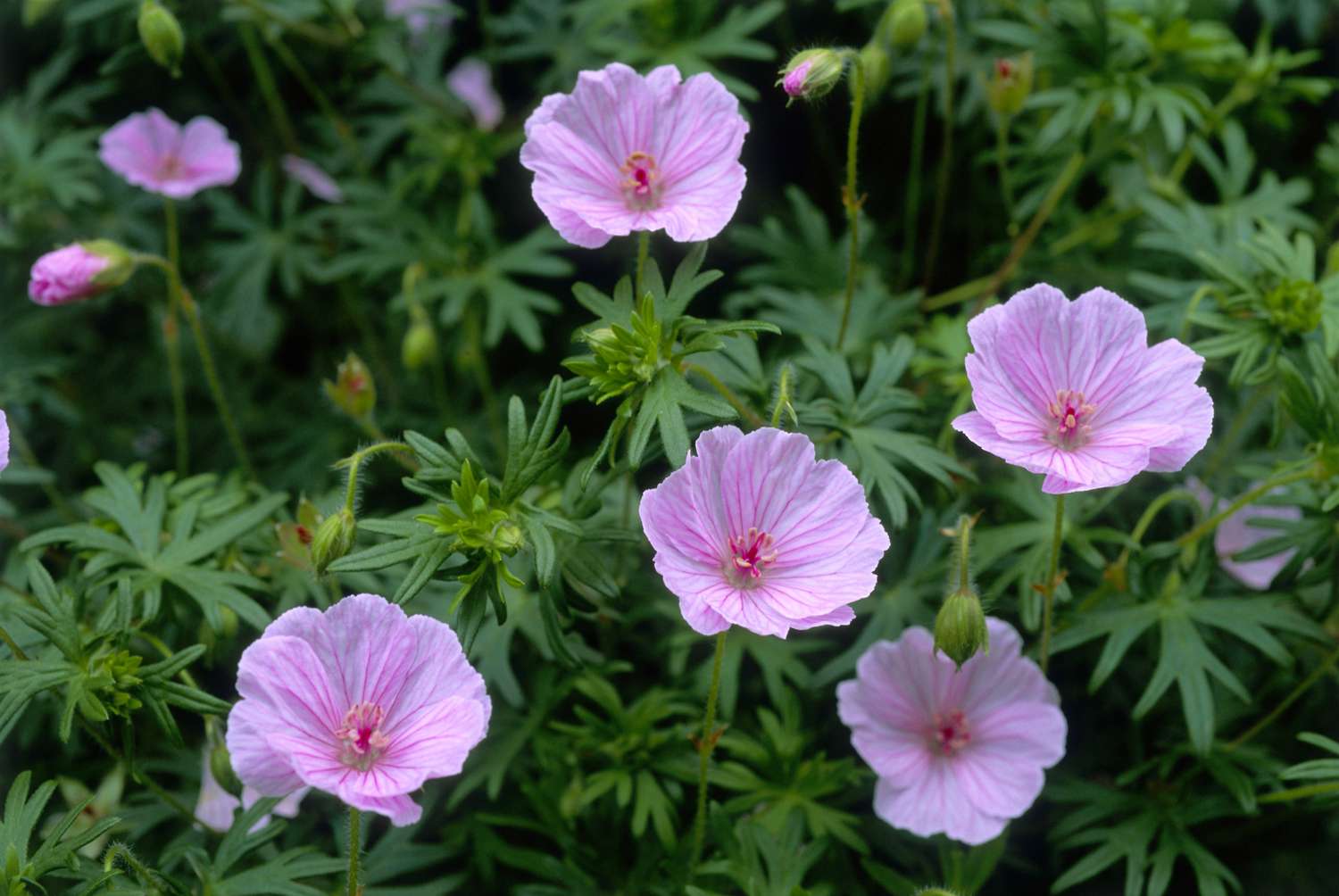 Blutige Storchschnabelpelargonien mit rosa Blüten