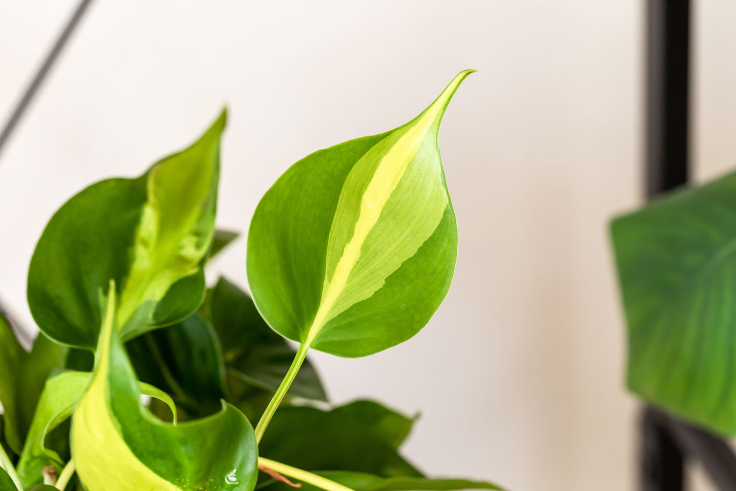 Primer plano de la planta Philodendron brasil con hojas abigarradas de color verde oscuro y claro