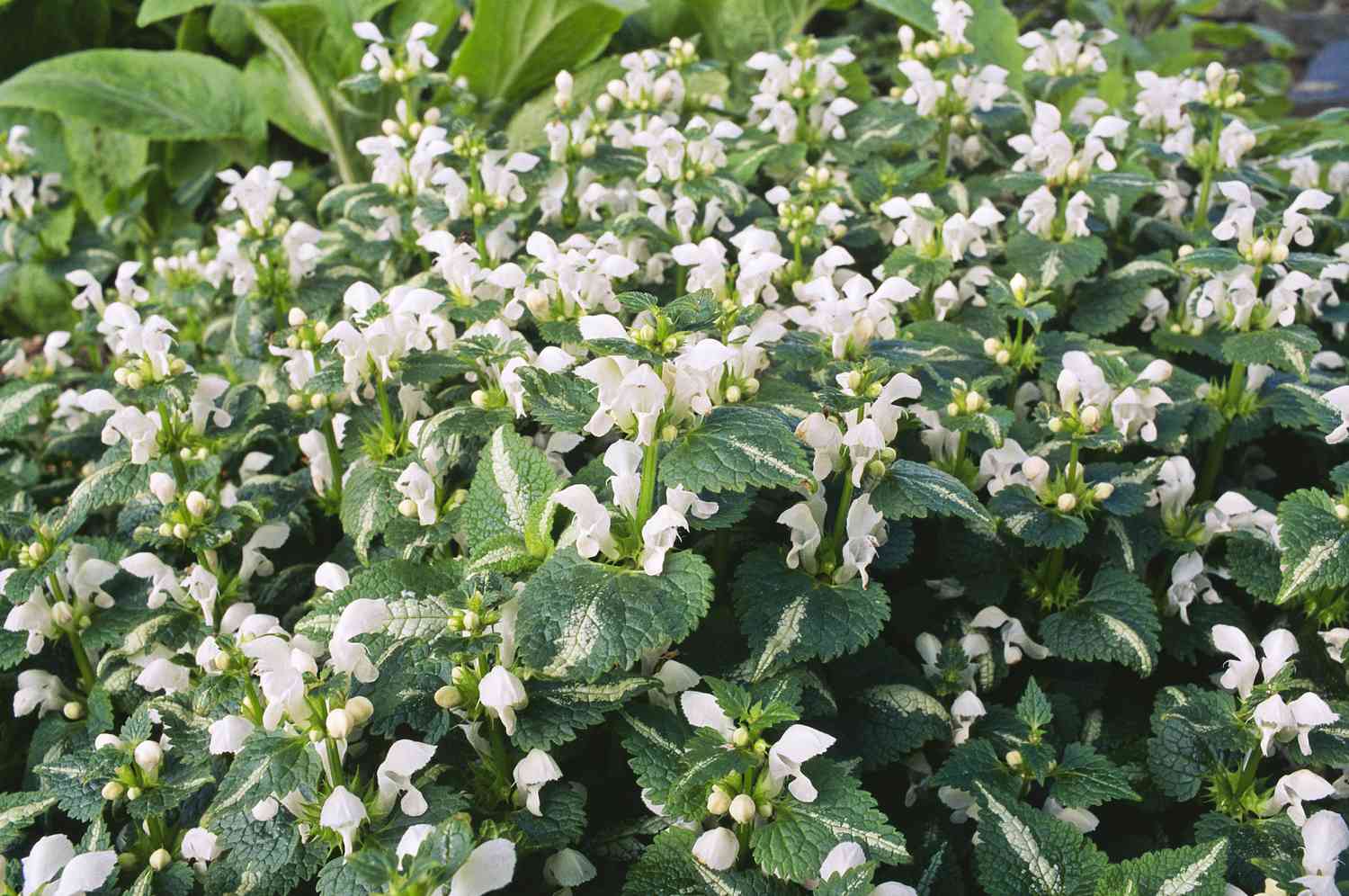 Lamium maculatum Album mit seinen weißen Blüten