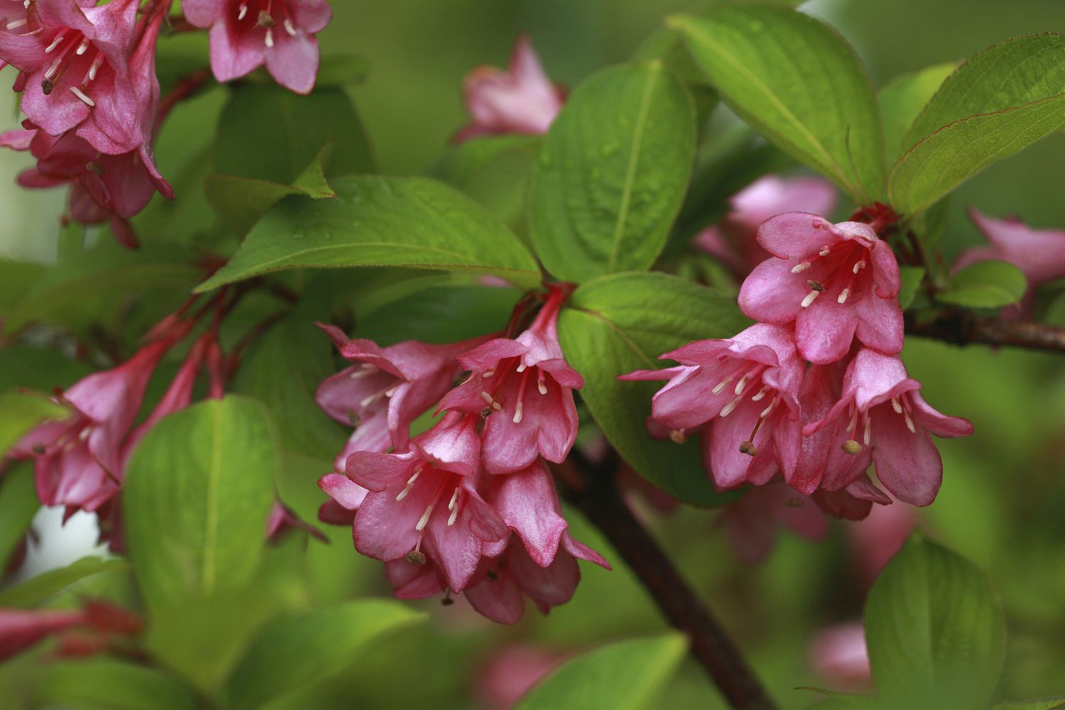 Weigelastrauch mit tiefrosa Blüten.