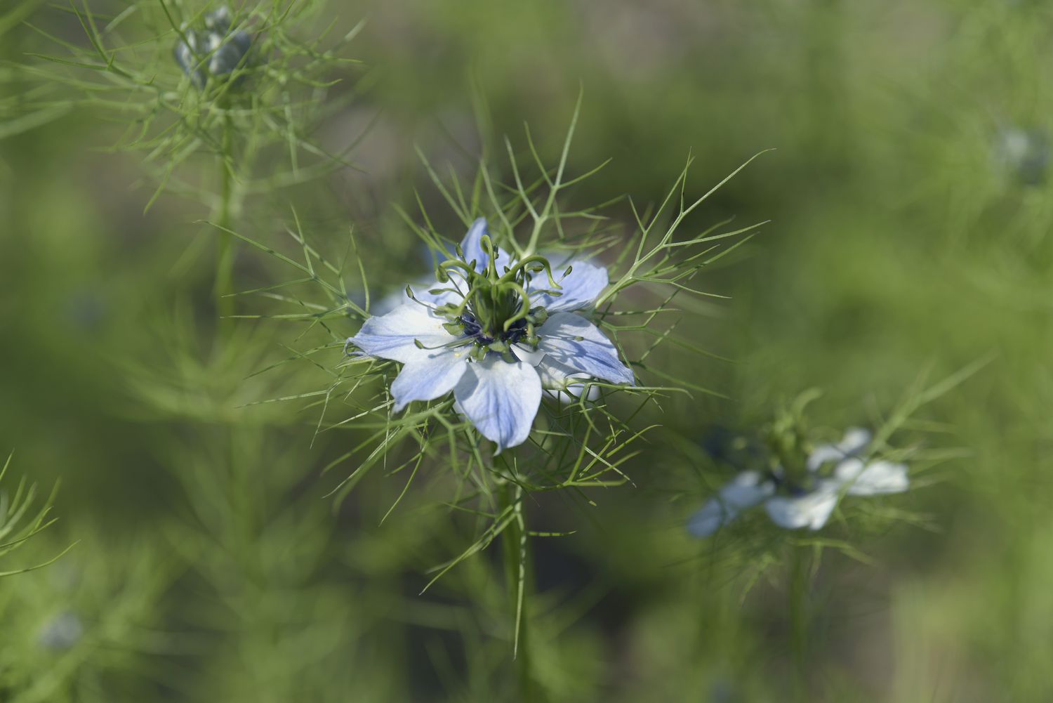 Liebe im Nebel Pflanze mit fenchelartigem Laub um hellblaue Blüte Nahaufnahme