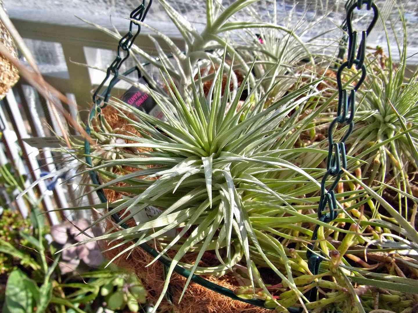 'Pink Bronze' air plants with silvery-green leaves