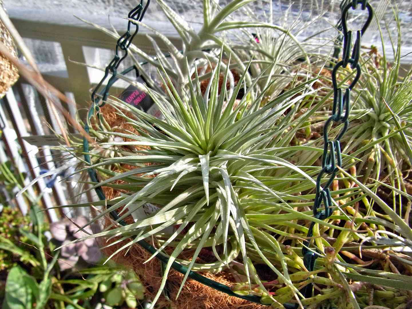 'Bronce rosa' plantas de aire con hojas de color verde plateado