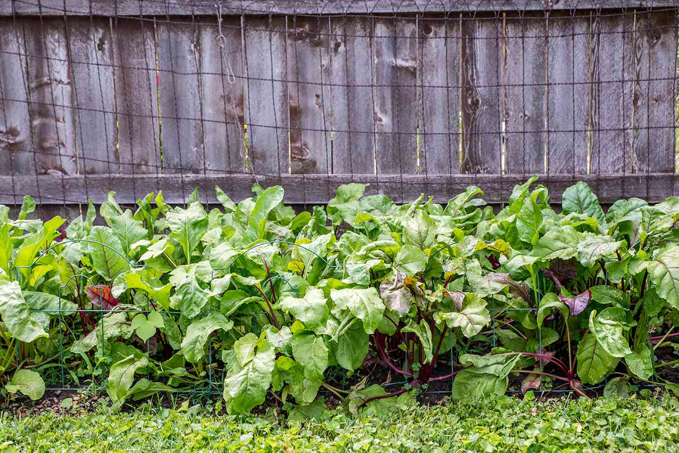 Rüben, die im Garten wachsen