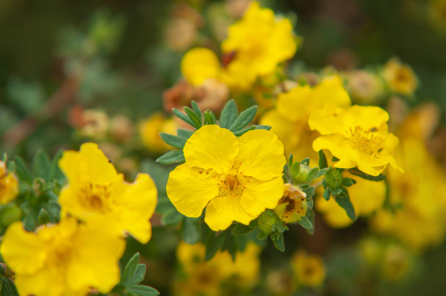 Flores de cinquefoil arbustivo amarelo