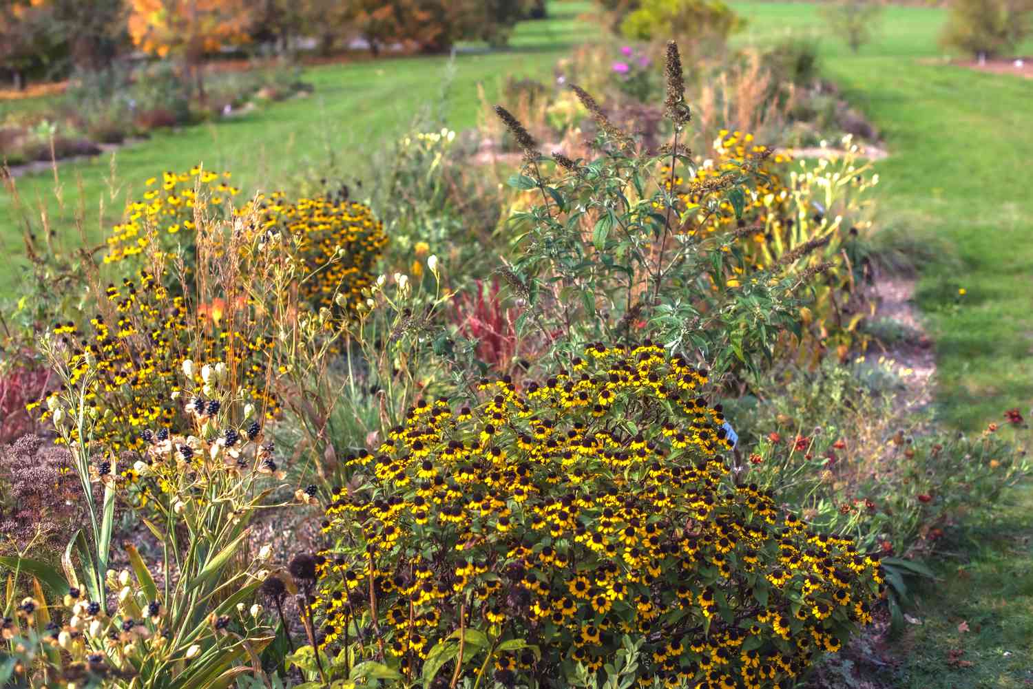 Braunäugige Susan-Wildblumen auf dünnen Stängeln und kleine gelbe Blüten im Blumengarten