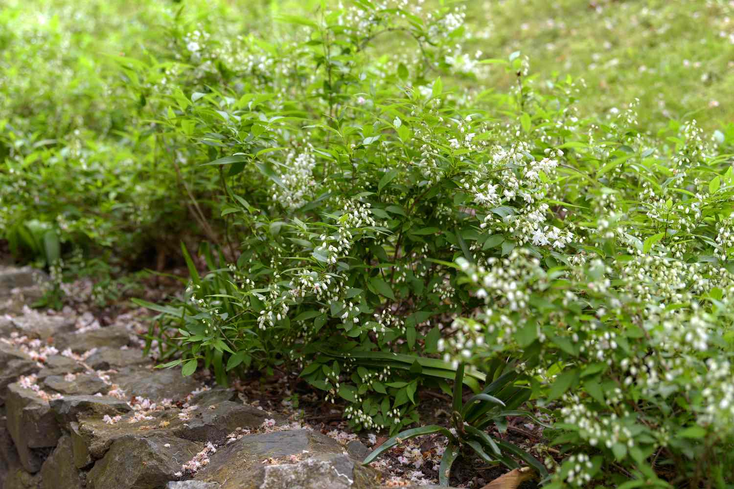 Zwerg-Deutzia 'Nikko' Strauch auf Steinsockel mit kleinen weißen Blüten
