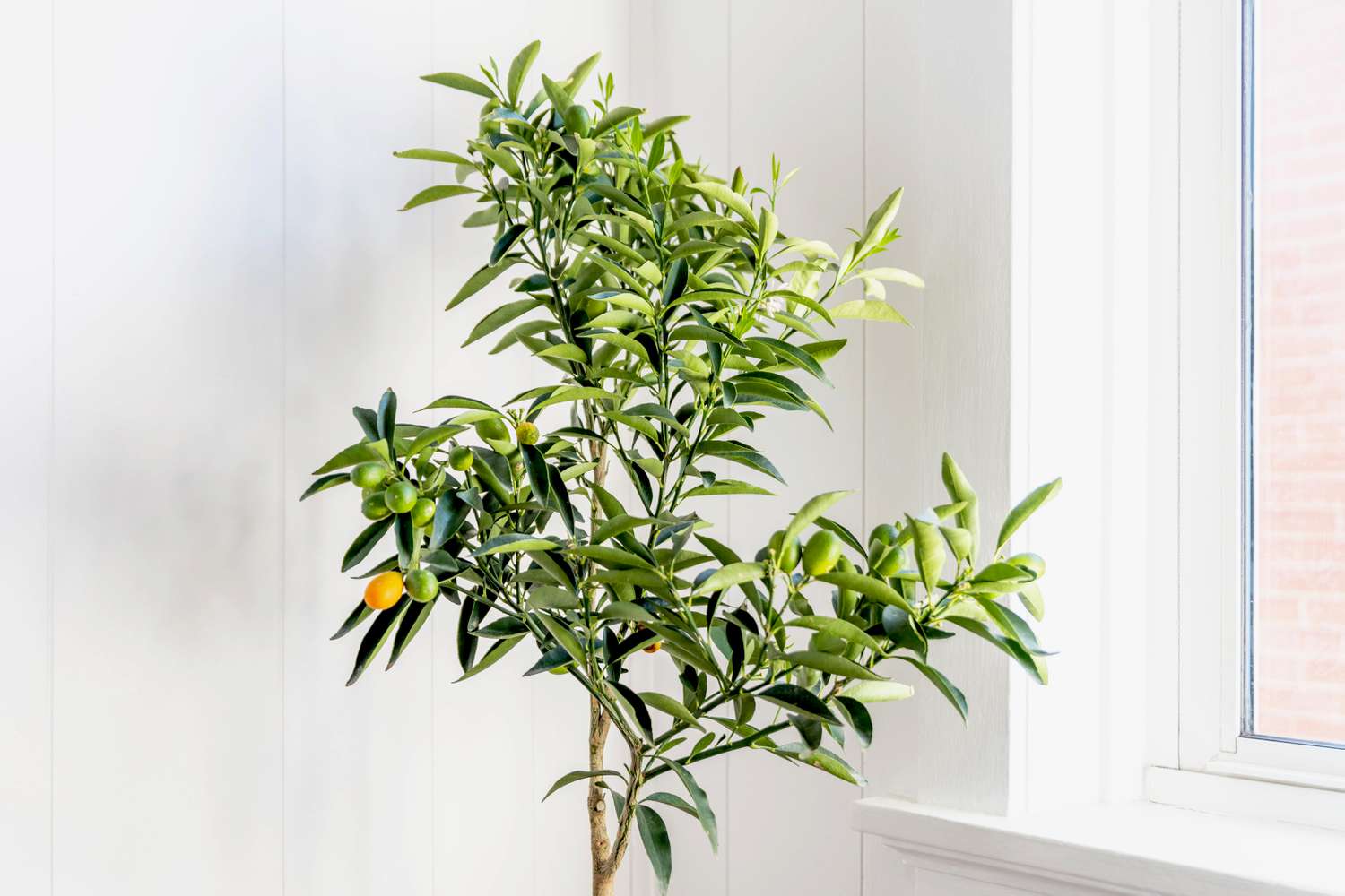 Kumquat-Baum wächst im Haus neben einem hellen Fenster