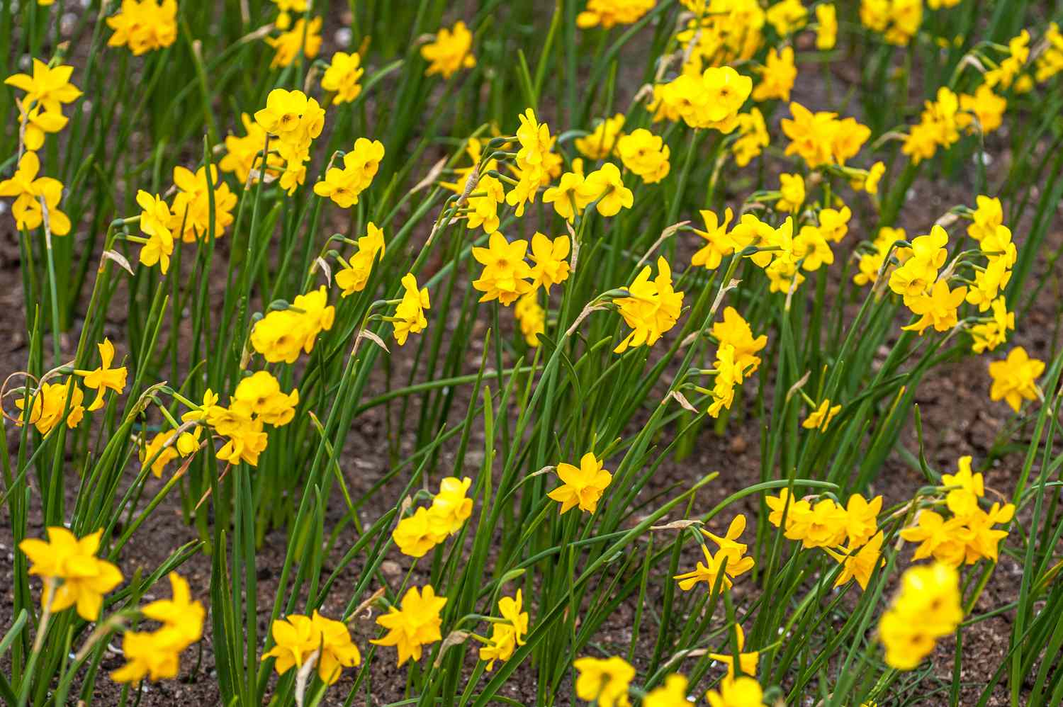 Jonquil-Blüten mit gelben Sternen auf Schilfrohrstängeln im Boden