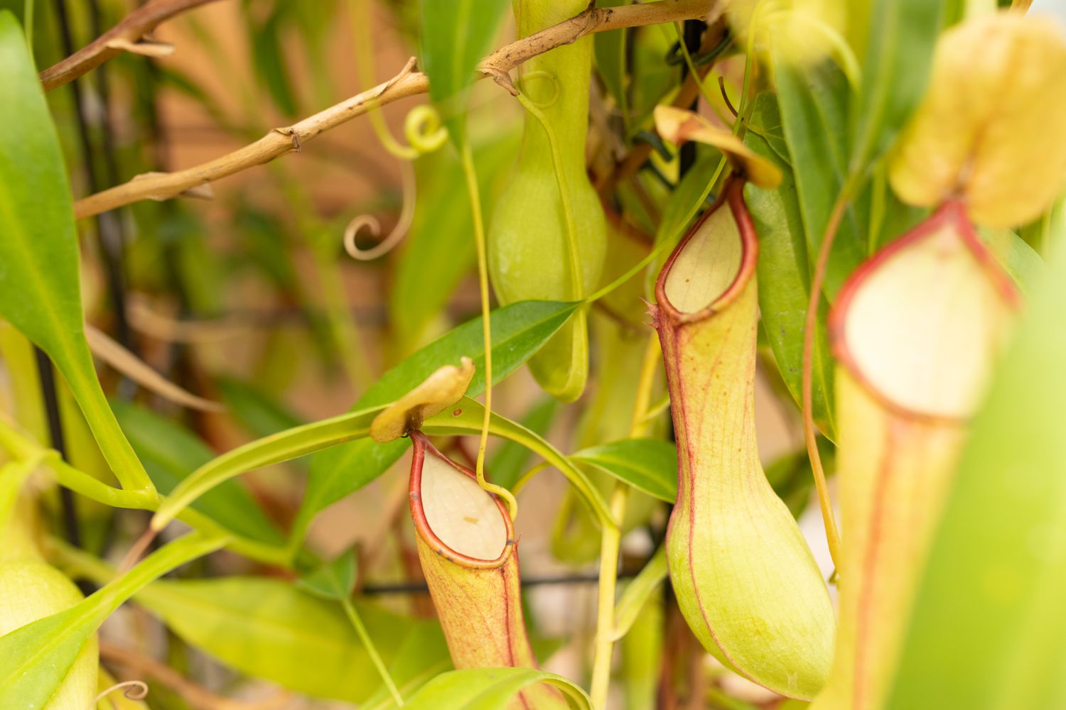 Tropical pitcher plant hanging from stems 